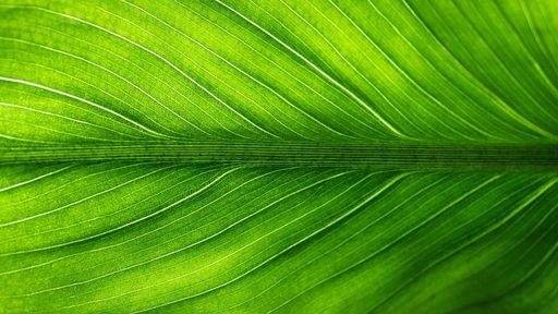 verde europa
