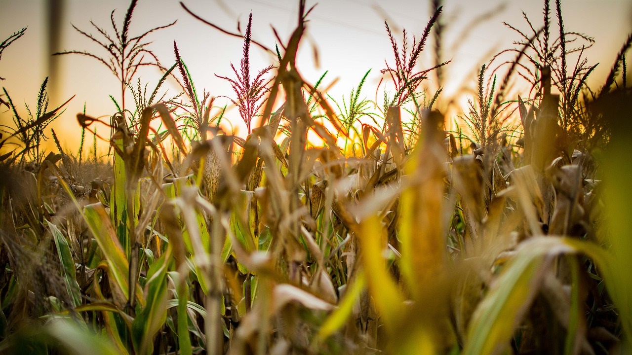 corn