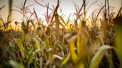 corn
